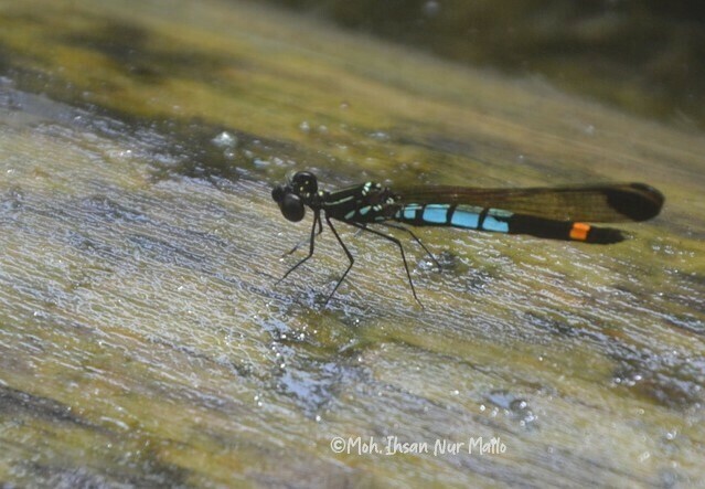 Libellago xanthocyana (Libellago xanthocyana)