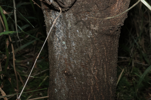 Image of Cassia tomentella by (c) Greg Tasney, some rights reserved (CC BY-SA)