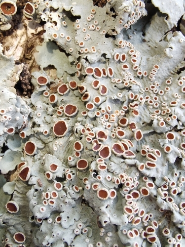 Ricasolia quercizans