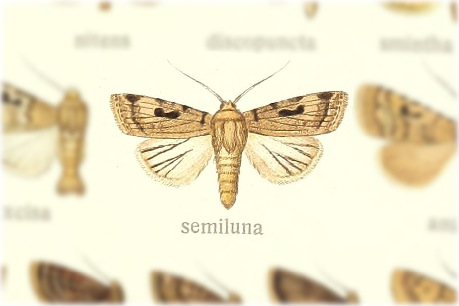 Ariathisa semiluna