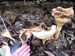 Pleurotus tuber-regium