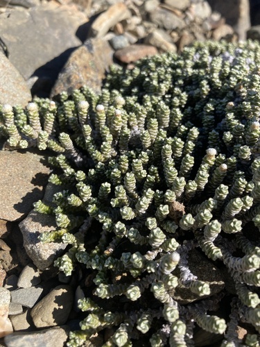 Raoulia petriensis