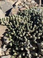 Raoulia petriensis, photograph author not stated, no rights reserved