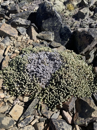 Raoulia petriensis, photograph 2