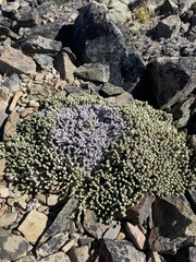 Raoulia petriensis, photograph author not stated, no rights reserved
