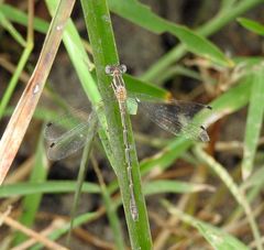 Lestes australis