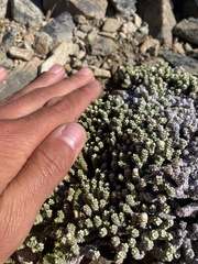 Raoulia petriensis, photograph author not stated, no rights reserved