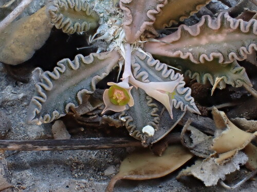 Euphorbia tulearensis