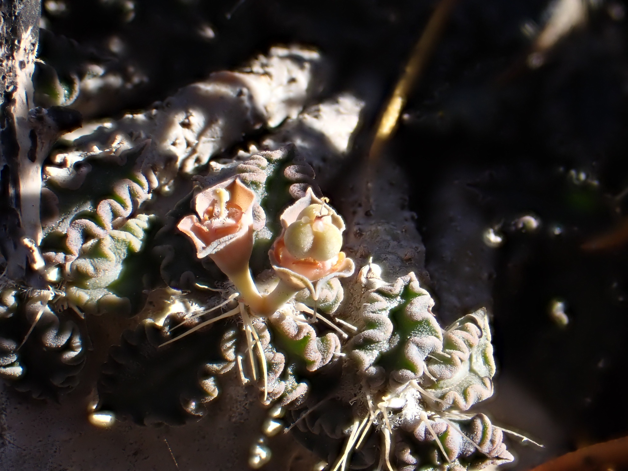 Euphorbia tulearensis