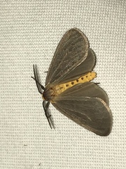 Pagara simplex