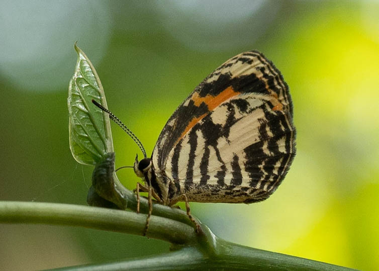 Liptena kamitugensis
