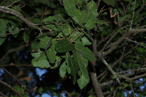 Image of Elattostachys xylocarpa by (c) Greg Tasney, some rights reserved (CC BY-SA)