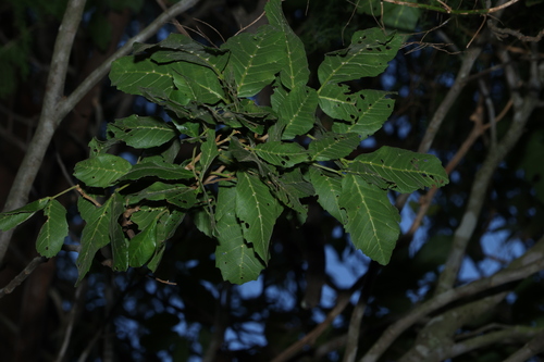 Image of Elattostachys xylocarpa by (c) Greg Tasney, some rights reserved (CC BY-SA)