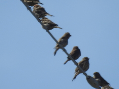 Haemorhous mexicanus