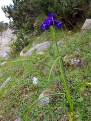 Iris latifolia