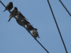 Haemorhous mexicanus