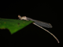 Platystictidae