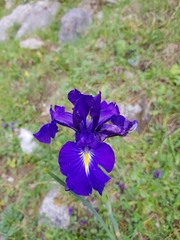 Iris latifolia