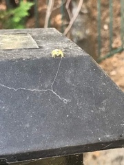 Phanias concoloratus