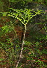 Amorphophallus