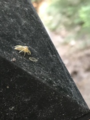 Phanias concoloratus