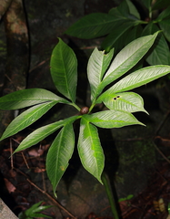 Amorphophallus