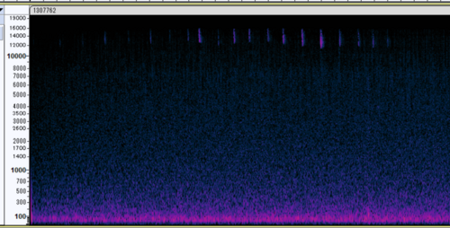 White-striped Free-tailed Bat