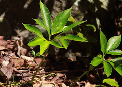 Amorphophallus