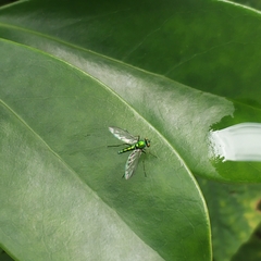 Chrysosoma globiferum