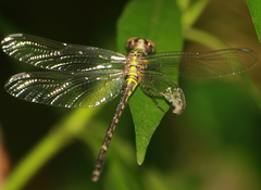 Burmagomphus williamsoni