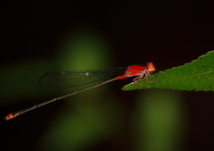 Pseudagrion pilidorsum declaratum
