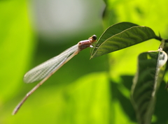 Pseudagrion pilidorsum declaratum