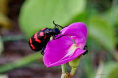 Hycleus biundulatus