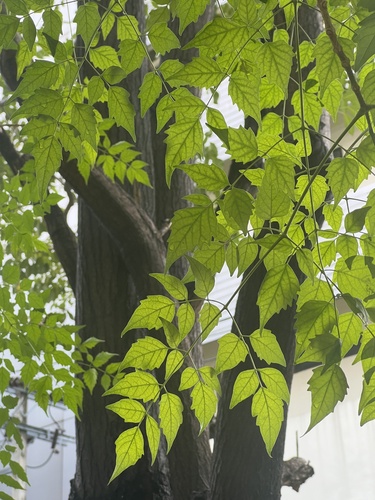 Foto de Corticeira