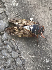 Graptopsaltria nigrofuscata