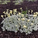 Artemisia glomerata - Photo (c) Boris Bolshakov, μερικά δικαιώματα διατηρούνται (CC BY-NC), uploaded by Boris Bolshakov