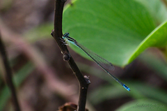 Aciagrion occidentale