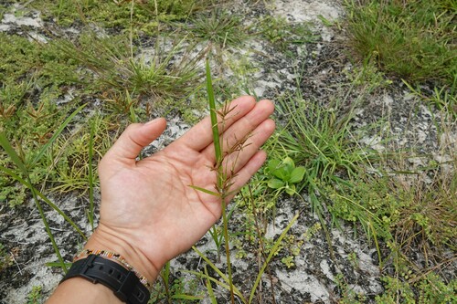 Cyperus tuberosus iNat (3)