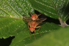 Rhagoletis basiola