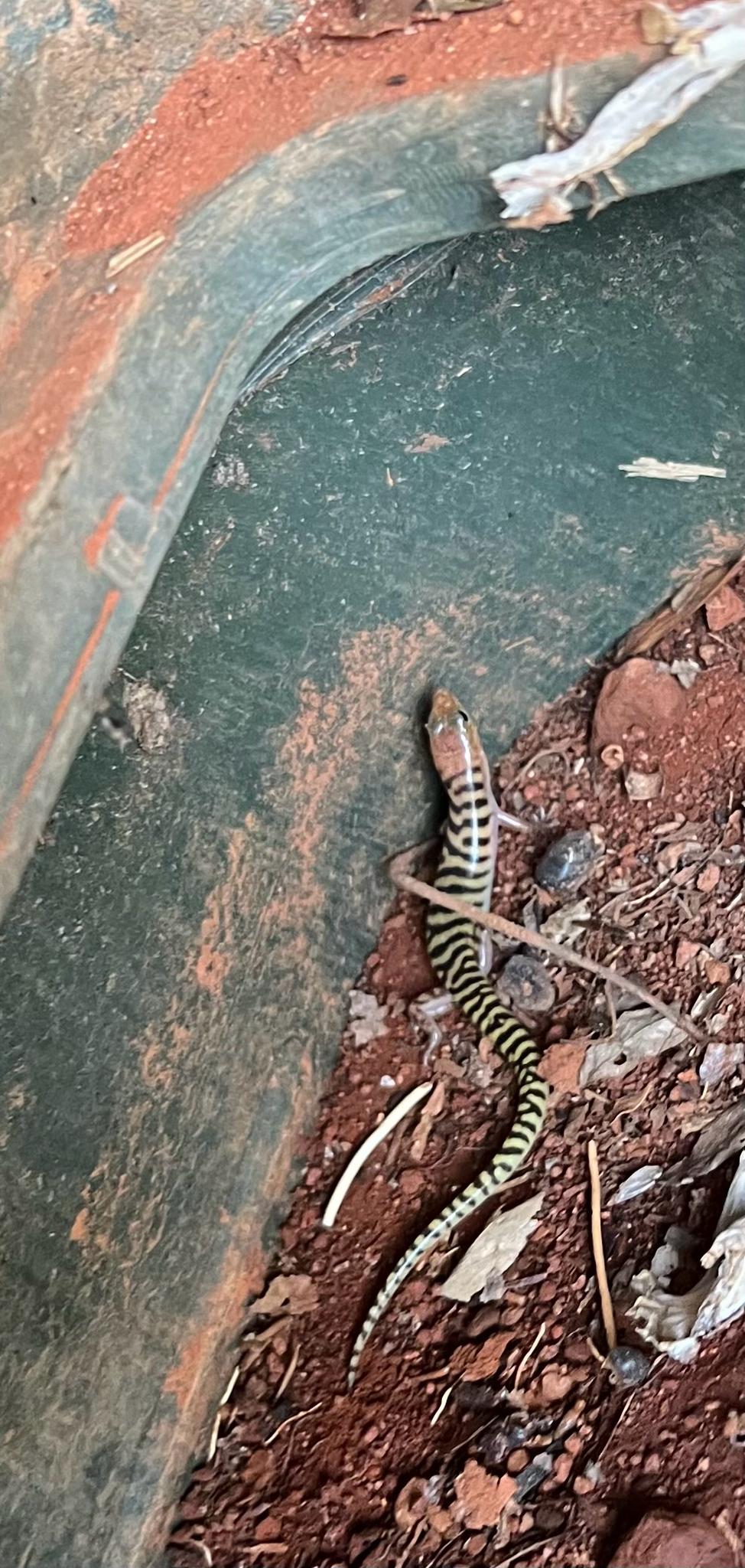 Northern Narrow-Banded Skink photo 2