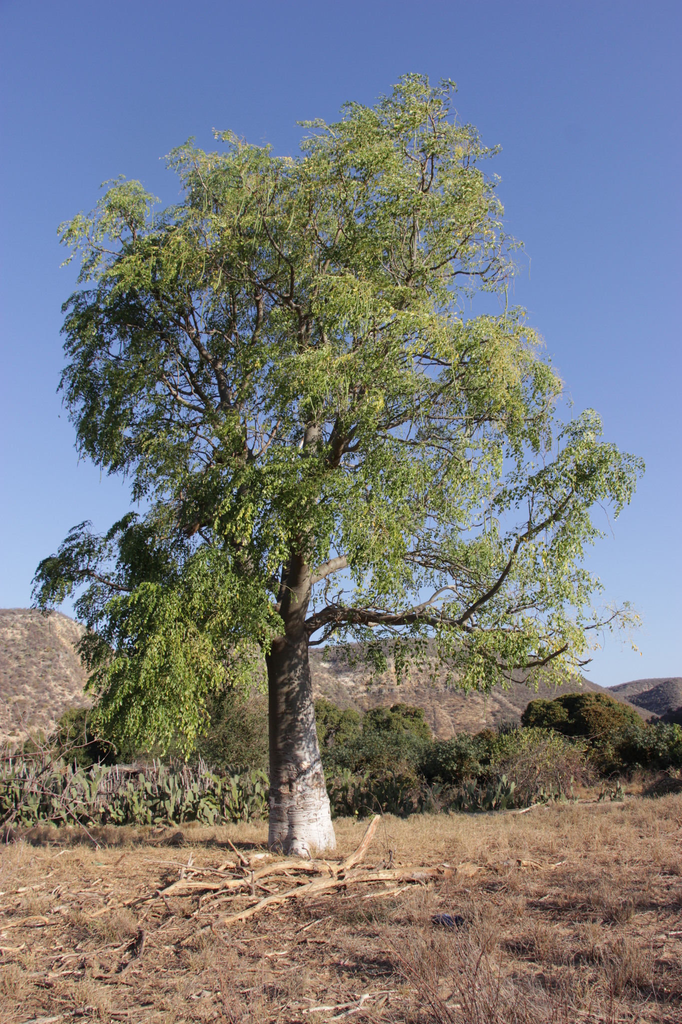 Moringa hildebrandtii Engl. 2