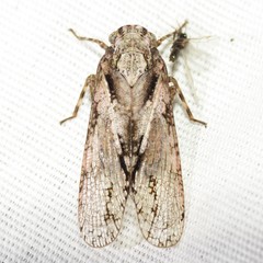 Alphina glauca