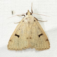 Scolecocampa atriluna