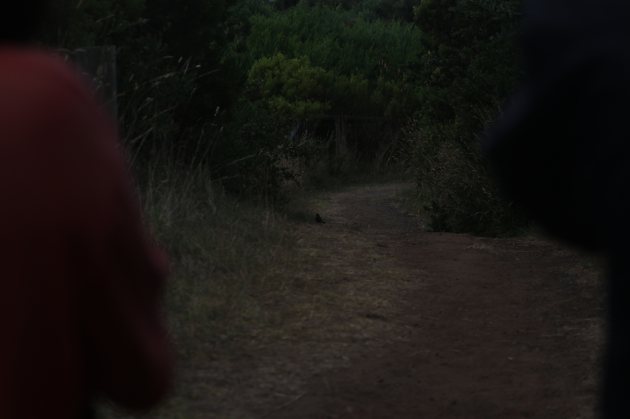 Rufous Bristlebird (Dasyornis broadbenti), photo 5