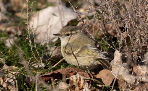 Hume's Leaf Warbler (Phylloscopus humei), photo 2