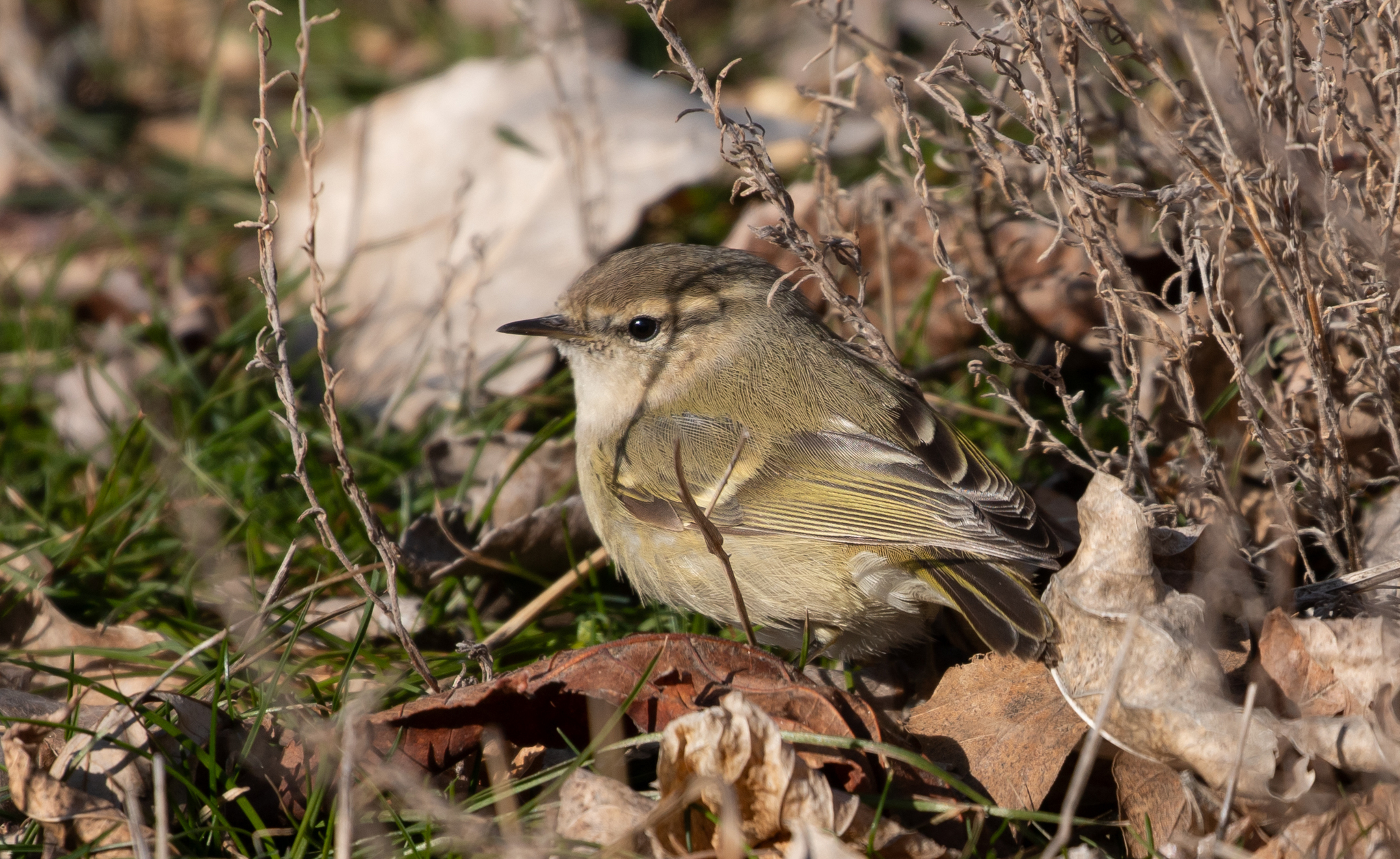 Hume's Warbler (Phylloscopus humei)