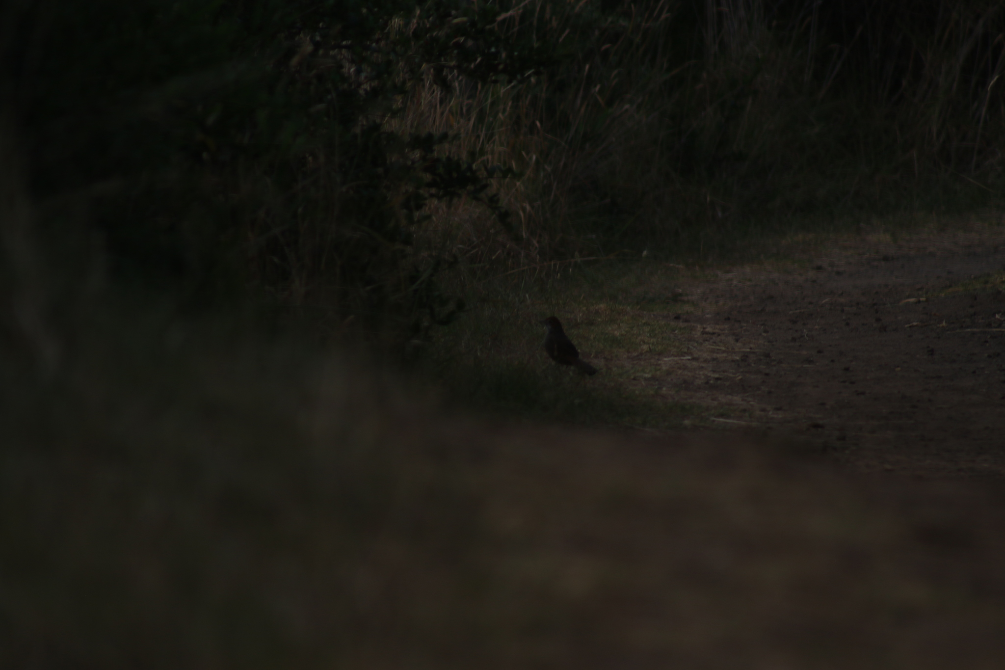 Rufous Bristlebird (Dasyornis broadbenti), photo 4