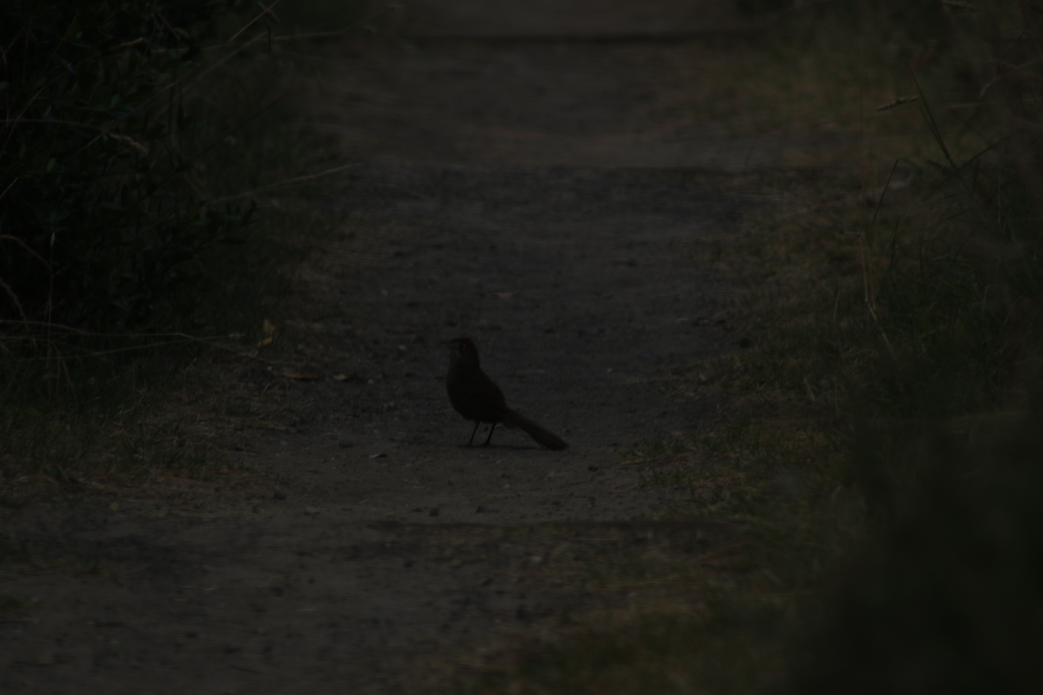 Rufous Bristlebird (Dasyornis broadbenti), photo 2