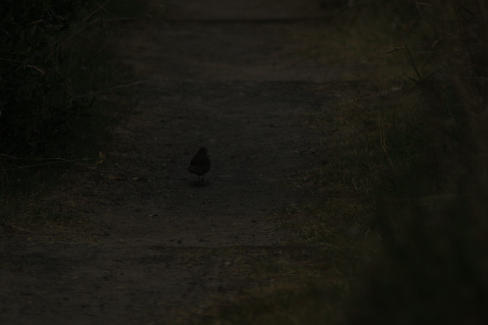 Rufous Bristlebird (Dasyornis broadbenti), photo 3
