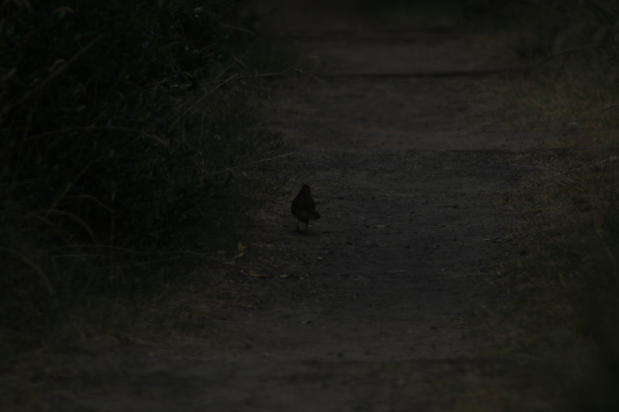 Rufous Bristlebird (Dasyornis broadbenti), photo 6